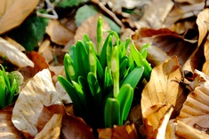 Barlach ist wieder da!