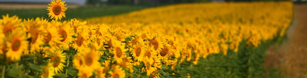 Sonnenblumen.JPG